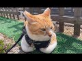 元野良猫チャチャとのんびり散歩