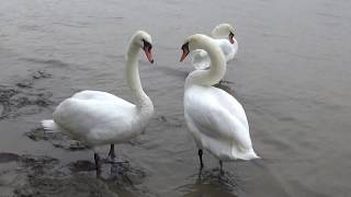 Mute Swan Courtship Ritual on the River Thames