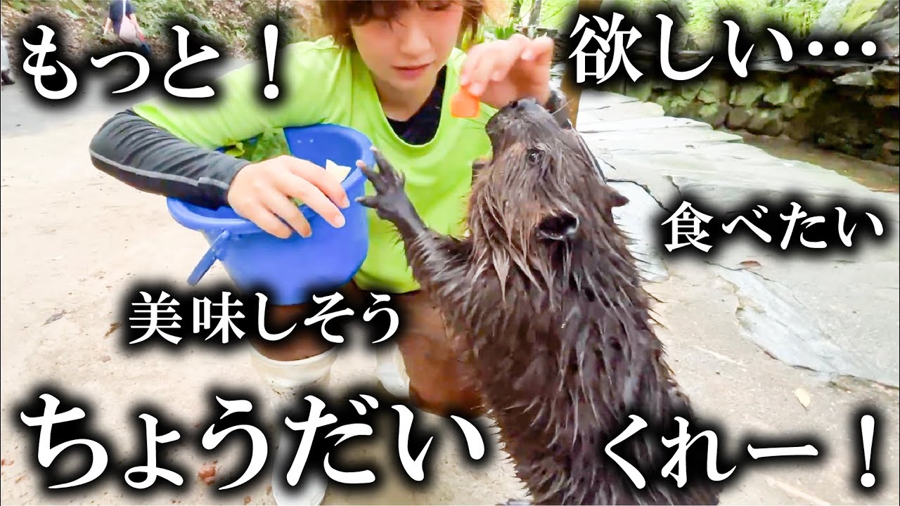 新人飼育員に圧強めのビーバーwwwww