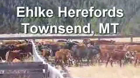 Life on the Ehlke Hereford Ranch