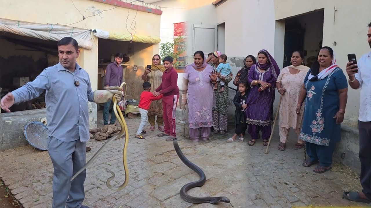 उपलों से निकले कोबरा और कई धामन सांप ///स्नेकमैन सतीश (फफडाना)-9255130130