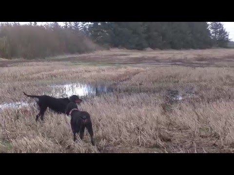 Video: Gordon Setter Plemeno Psa Hypoalergénne, Zdravie A životnosť