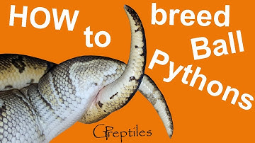How to breed Ball Pythons! Full process from pairing to babies!