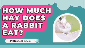 How Much Hay Does A Rabbit Eat? - PetGuide360.com