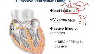 Chapter 18- Cardiac Cycle and Heart Sounds