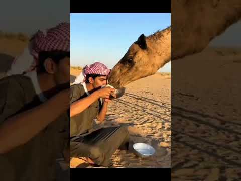 يشرب حليب الناقة