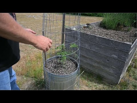 Video: Kannu audzēšana mājās