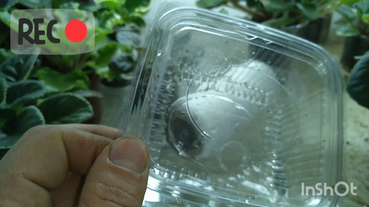 Afrika menekşesinde Fitilli sulama