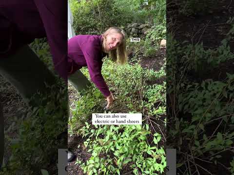ვიდეო: Spirea-ს გასხვლის გზამკვლევი – როგორ და როდის უნდა გასხვრიოთ Spirea მცენარეები