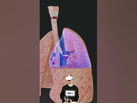 Легкие курильщика и здорового человека - YouTube