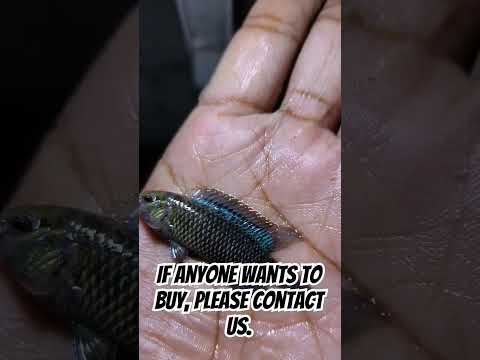 neon blue badis quality....