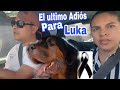 Noticias que Duelen contar🐕 Hoy nos despedimos de Luka😔