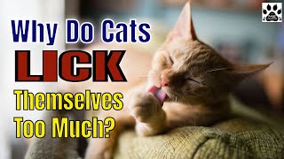 WHY DO CATS CLEAN THEMSELVES TOO MUCH l V-51 by THE PAWS COLLECTOR 143 views 2 years ago 5 minutes, 16 seconds
