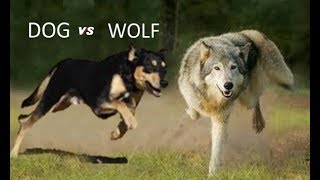 Dog Vs Wolf Comparison by Dog vs Dog Breed Comparision 15,268 views 5 years ago 6 minutes, 56 seconds