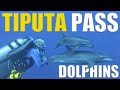 The Dolphins Of Rangiroa At Tiputa Pass 🇵🇫