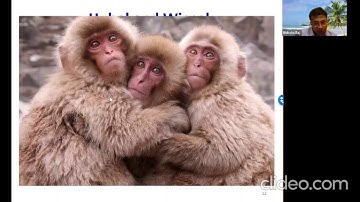 Lecture 10: Models of vision, Convolutional Neural Networks