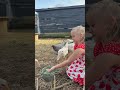 "Quincy Feeding Peas To The Chickens" #gambrel #babyanimals #barn#chicken #family #farm #farmlife