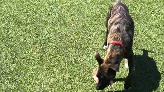 Meet Angel A Terrier American Pit Bull Currently Available For Adoption At Petango 4102012 3