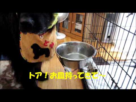 ニューファンドランド犬「トアのご飯だよ～」