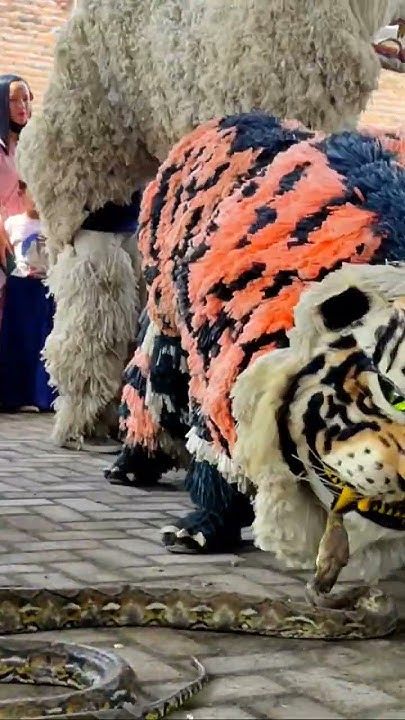 tiger vs python attraction - YouTube