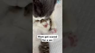 Baby kitten is sleepy head 🥰