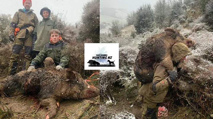 Winter Big boar bail /170 pounder/ Pig hunting NZ