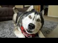Crazy Husky Is OBSESSED With This Thing!
