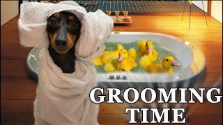 Grooming and Care for My English Toy Terrier Richard | Secrets of Canine Beauty