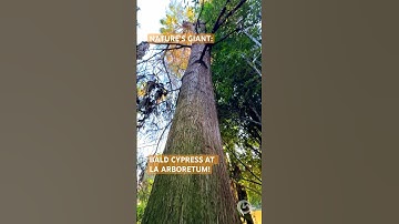 Bald Cypress Tree at LA Arboretum 🌿 Nature Discovery #shorts #cypress #tree #nature #travel