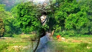 Phong cảnh ruộng đồng bằng flycam - Tô Thuận, Núi Tô, Tri Tôn, An Giang 2017