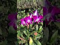 Bloementuin Thailand 🇹🇭