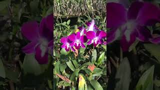 Bloementuin Thailand 🇹🇭