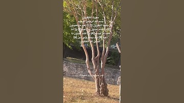 #سورة_الكافرون #قرآن #إبراهيم_الأخضر #اكسبلور #العراق #طيور #البادجي #quran #birds #budgies #texas