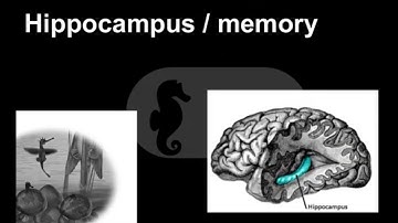 Radical Embodied Memory & Navigation: Communicating with the world is remembering with it