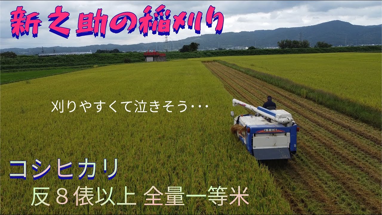 新之助の稲刈り始め！！コシヒカリを作るの辞めたくなるくらい良い