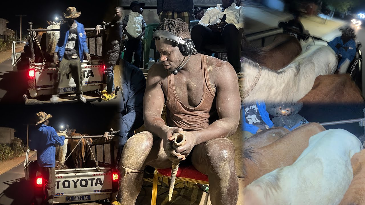 Направляемся в Ндиаганиао с крупным рогатым скотом породы Нгагне сене.