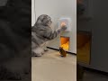A Hidden Door, One Hamster… And a Very Patient Cat 😶🐹#cat #shorts