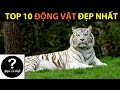 TOP 10 Loài Vật Đẹp Nhất Thế Giới-- TOP 10 MOST BEAUTIFUL ANIMALS