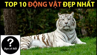 TOP 10 Loài Vật Đẹp Nhất Thế Giới-- TOP 10 MOST BEAUTIFUL ANIMALS
