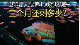 三个月过去了，当初混养巴卡雷龙那150条玫瑰丹是不是都被吃光了？还剩多少？浅谈巴卡雷龙混养问题！