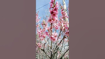 Thumbnail of Peach blossoms and bees
