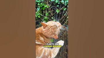 Why does my cat chew on houseplants?#shorts #houseplants #catlover #catshorts #cataccessories #cats