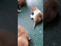 Kittens learn to walk