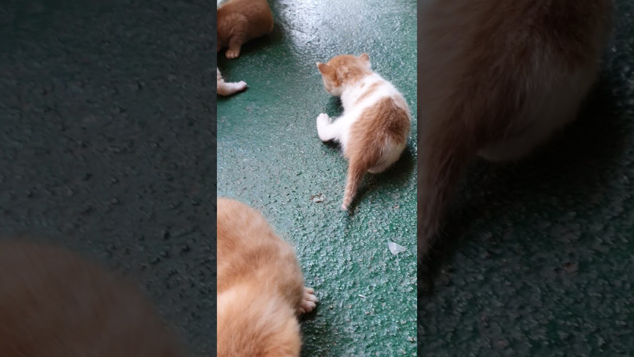 KITTENS LEARN TO WALK