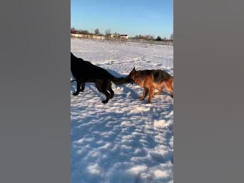 Красиво бегут 😀👍 - YouTube