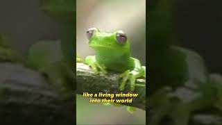 What is Glass Frogs | Wilderness Index