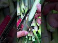 Extracting bamboo shoot cores for food preparation