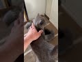 Я бы их всех забрал, такие они милые 🥰#cat #cats