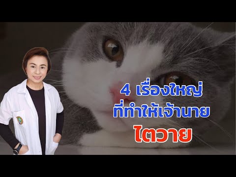 4 เรื่องใหญ่ ที่ทำให้เจ้านาย ไตวาย