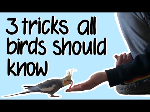3 Tricks All Birds Should Know || A Parrots Life